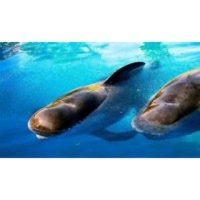 SeaWorld Parks & Entertainment