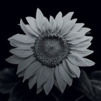 Wildflower International